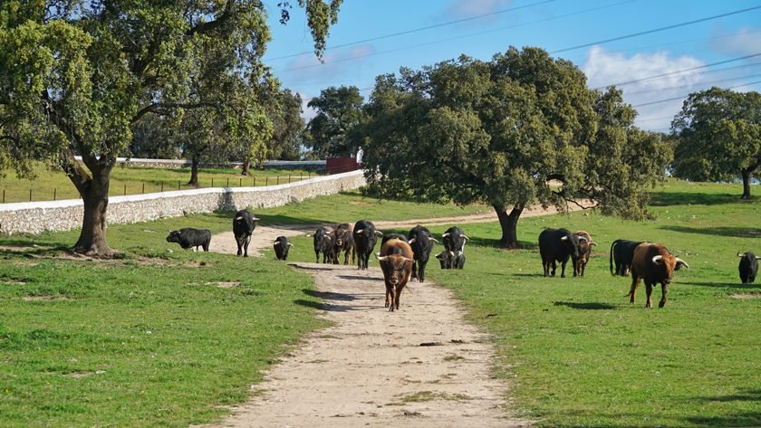 ¿Cómo vestir para ir a los toros en el campo en una ganadería brava en la dehesa sevillana hoy en día?