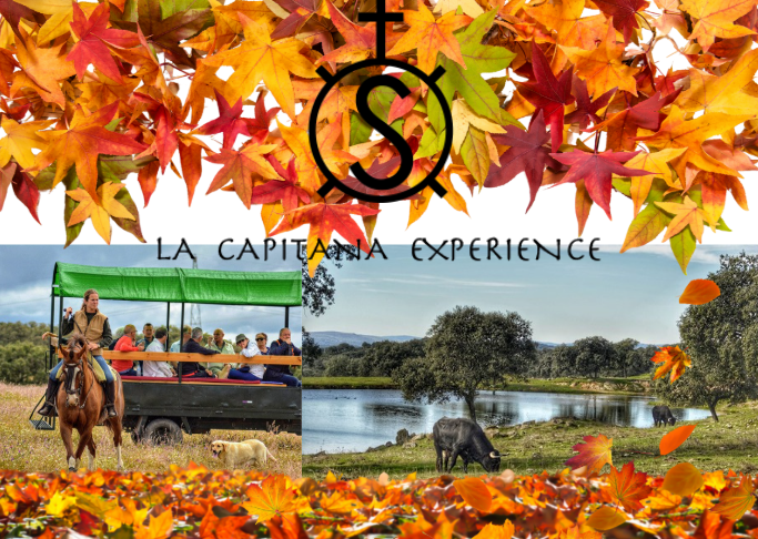 Otoño temático: visitas a ganaderías de toros con experiencias sensoriales en la dehesa sevillana