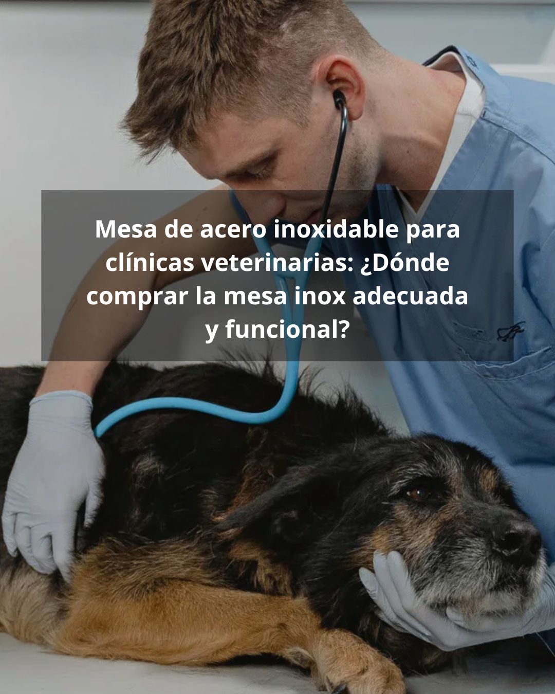 Mesa de acero inoxidable para clínicas veterinarias: ¿Dónde comprar la mesa inox adecuada y funcional?