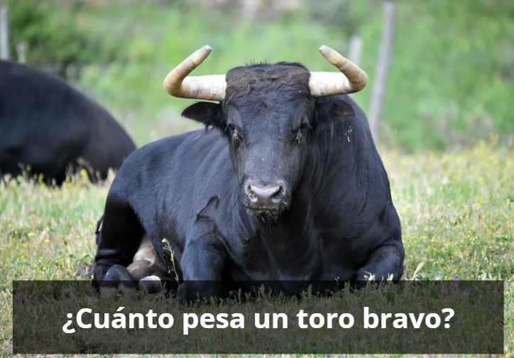 Cuanto pesa un toro bravo