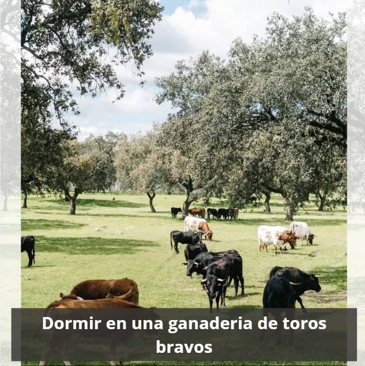 Dormir en una ganaderia de toros bravos